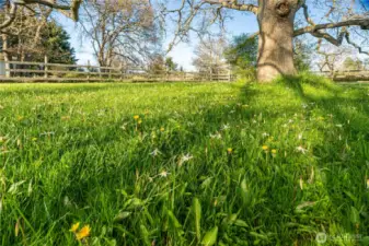 Fawn Lillies surrounding Garry Oaks