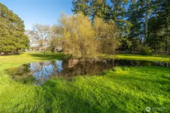 Pond