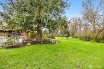 Garden space behind shop.