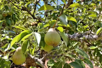 And a yummy pear tree, too!