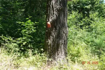 Really Big Fir Tree