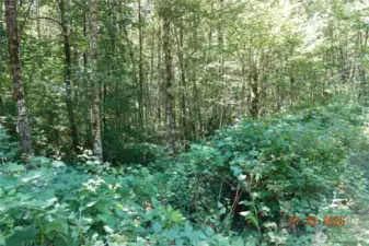 Driveway to camp/building site