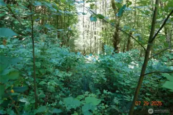 Driveway to camp/building site