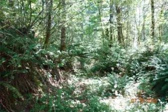 Old Road leading to 2nd building site