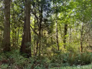 Many large cedars along wetland edge.