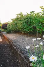 raised planting area and access to blackberries