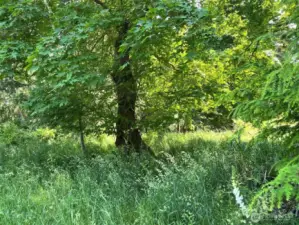 Pretty filtered sunny areas amonst evergreens and maples