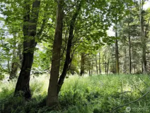 Big trees and lots of open space as well.