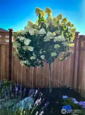 Owner-provided photo of actual blooming hydrangea tree. She's a beautie!!