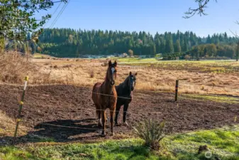 No, they don't come with the property! This is the turnout.