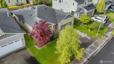 Lush green landscaping with deciduous trees.