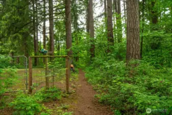 Forest Path