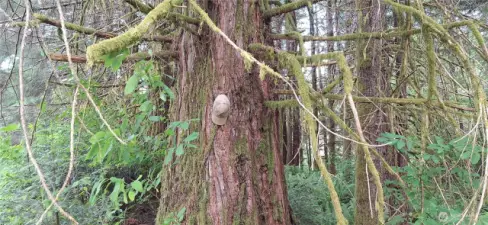 showing size of redwoods