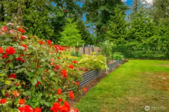 Absolutely gorgeous flowers & abundantly producing garden!