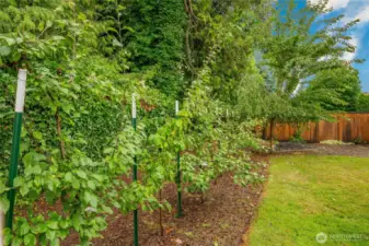 Fruit trees anyone? Apple & plum all lined up