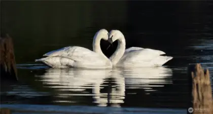 Enjoy abundant wildlife around Lake Tapps.