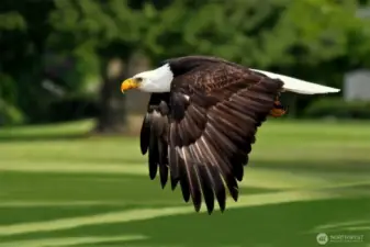 Enjoy abundant wildlife around Lake Tapps.