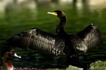 Enjoy abundant wildlife around Lake Tapps.