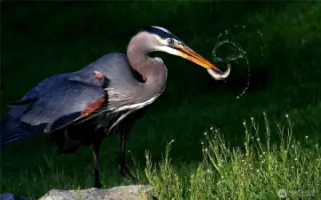 Enjoy abundant wildlife around Lake Tapps.