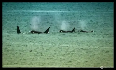 Orcas.  From the house.