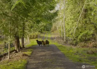 Yes, sheep currently enjoy this property too! Goats, sheep, chickens?