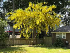 Check out this gorgeous blooming tree—just one of the many things that makes this yard feel so special in spring!