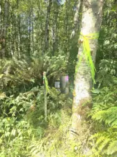 SW Property corner