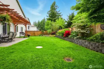 Back yard