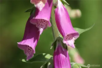 Vibrant blooms reflect the property’s abundant natural environment creating a colorful backdrop for gardening, exploring or quiet time outdoors.