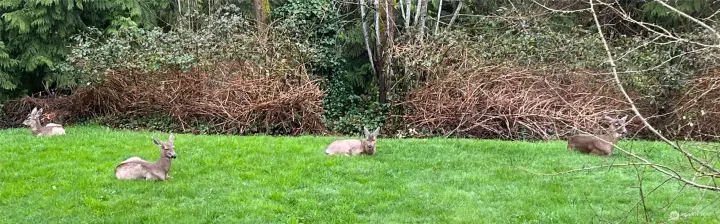 The grounds often feel like a small nature sanctuary with quiet visits from deer and the steady presence of trees, birds and open lawn.