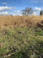 Rock-fill bridge that crosses slough bisecting the property. Bridge is located along west side of property