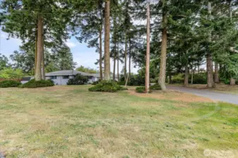 Great firs greet you as you come up the driveway.