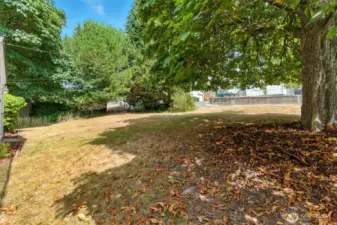 Large front yard with shady chestnut tree