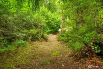 Path to creek