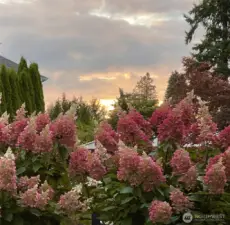 Beautiful hydrangeas in the mature landscaped yard