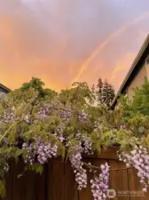 Beautiful sunsets and wisteria blooming in the yard