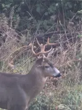 Wildlife view from the deck.