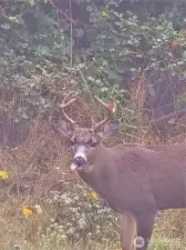 Hello, deer!