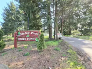 Welcome to Shadow Pines.