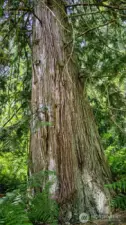 One of many cathedral-like cedars on the property. The home is framed by them. This "grandmother" cedar is a short walk from the circle driveway parking near the home, and sits with several cedars as you face Cole to the left from the home.