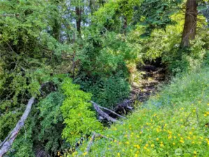 Swan Creek