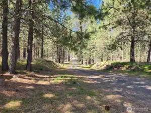 The driveway leaving the property.