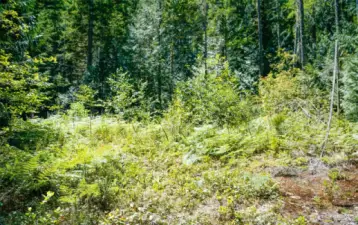 .25 acres was previously cleared. Nice spot