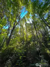 Wooded trails so close the the city, but feels like miles away. A wonderful place to enjoy on a hot summers day and a place to birdwatch any season.