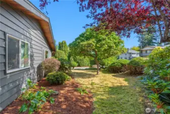 Private front yard is an oasis of mature shrubs