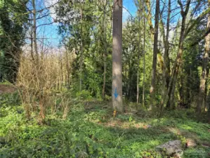 Southwest corner of the lot at the end of 53rd Ave South.