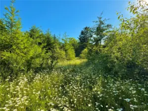 Covered in daisies.