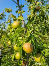 Beautiful organic pears