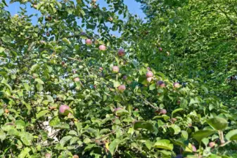 apples ready for harvest