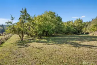 Orchard with mostly Asian Pears, some apples, and some plums
